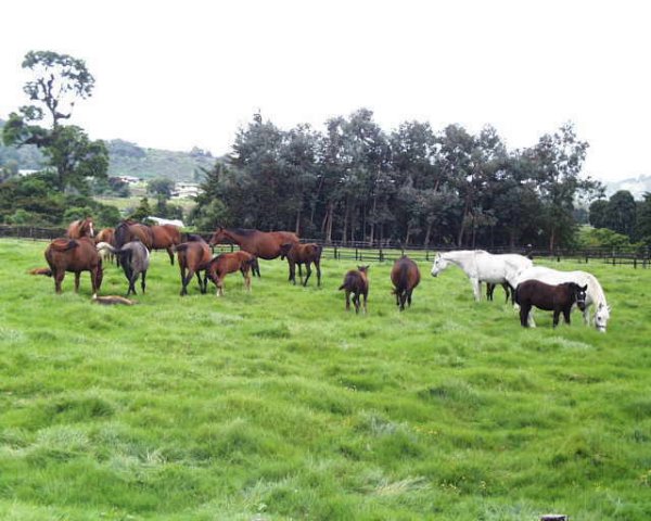 Haras Cerro Punta purebreed horse ranch